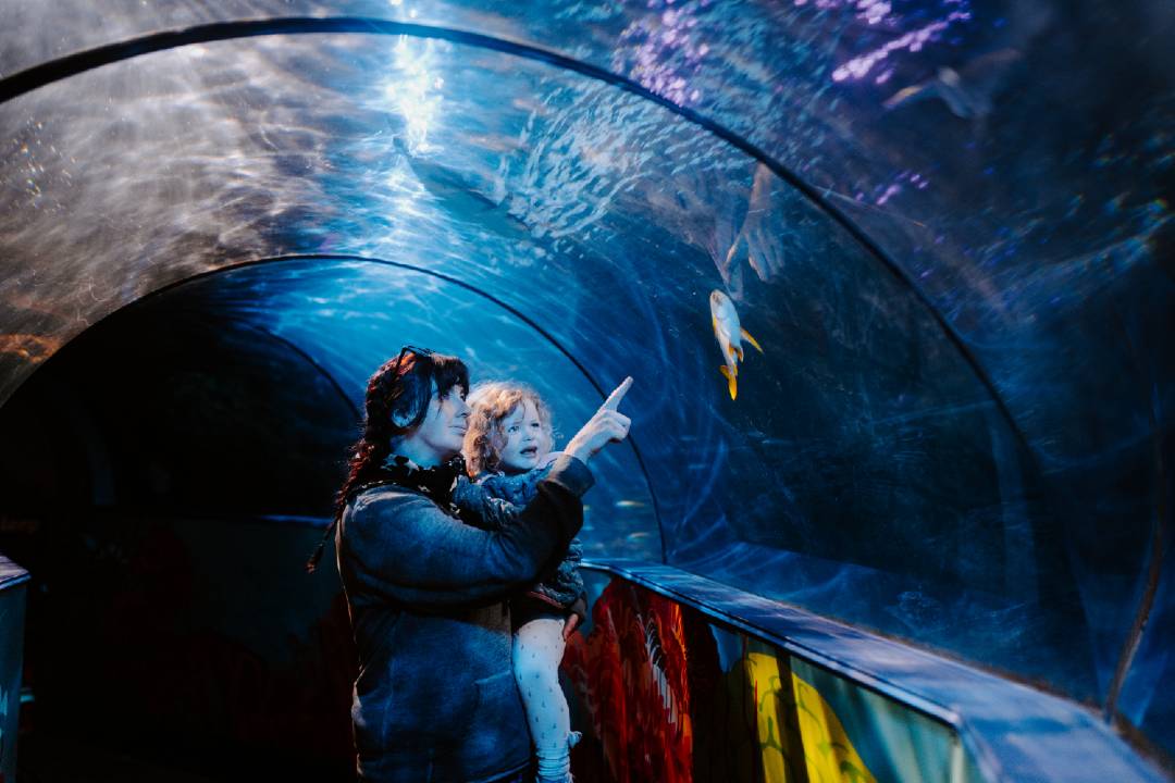 Explore Sea Life Weymouth - Imagen 3