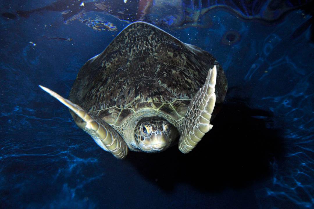 Explore Sea Life Weymouth - Imagen 4