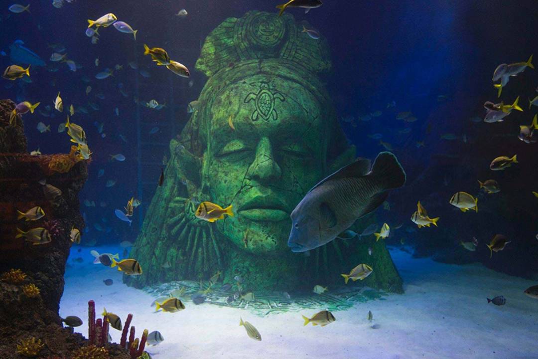 Visite SEA LIFE Manchester - Imagen 2