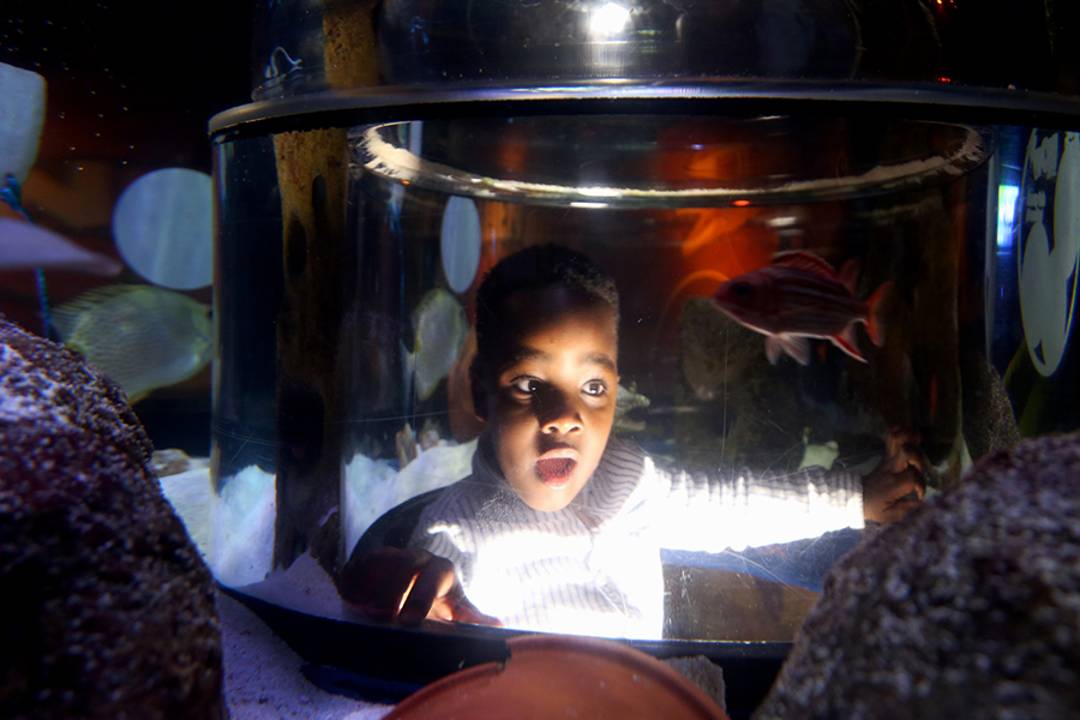 Visite SEA LIFE Manchester - Imagen 4