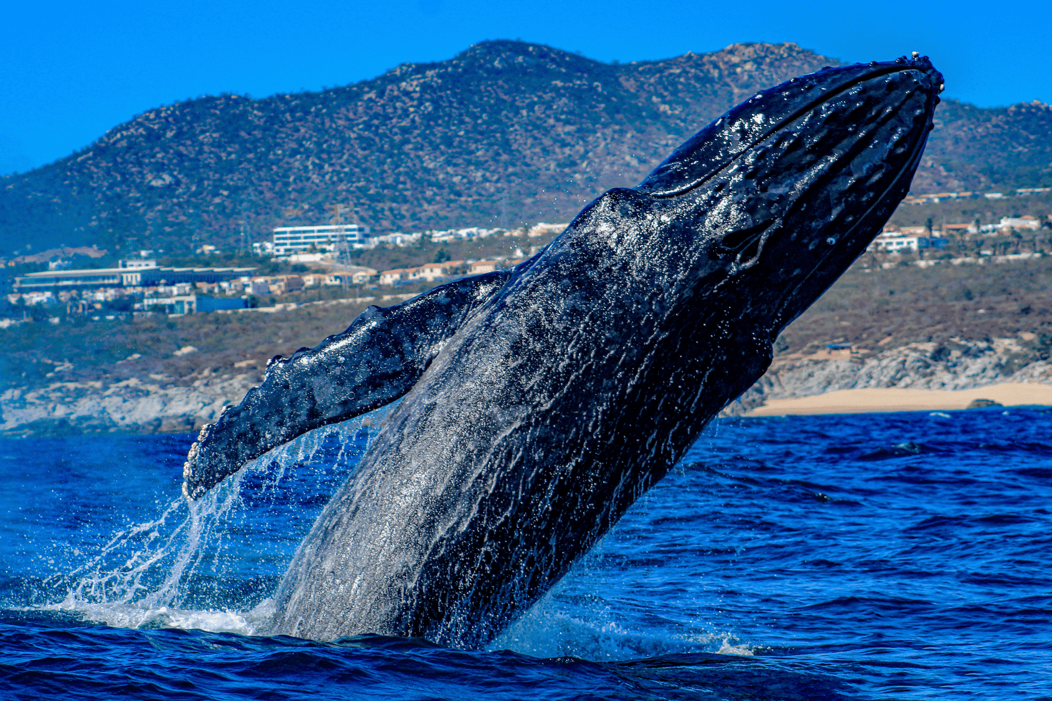 Avistaje de ballenas en Cabo hasta El Arco - Imagen 3