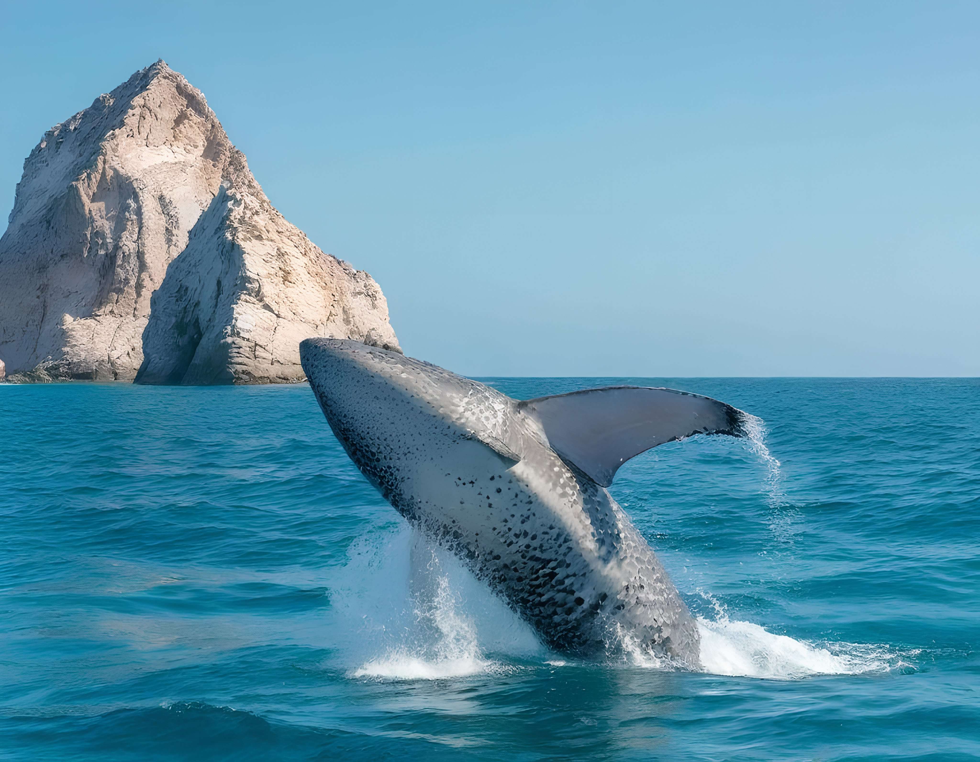 Avistaje de ballenas en Cabo hasta El Arco - Imagen 2