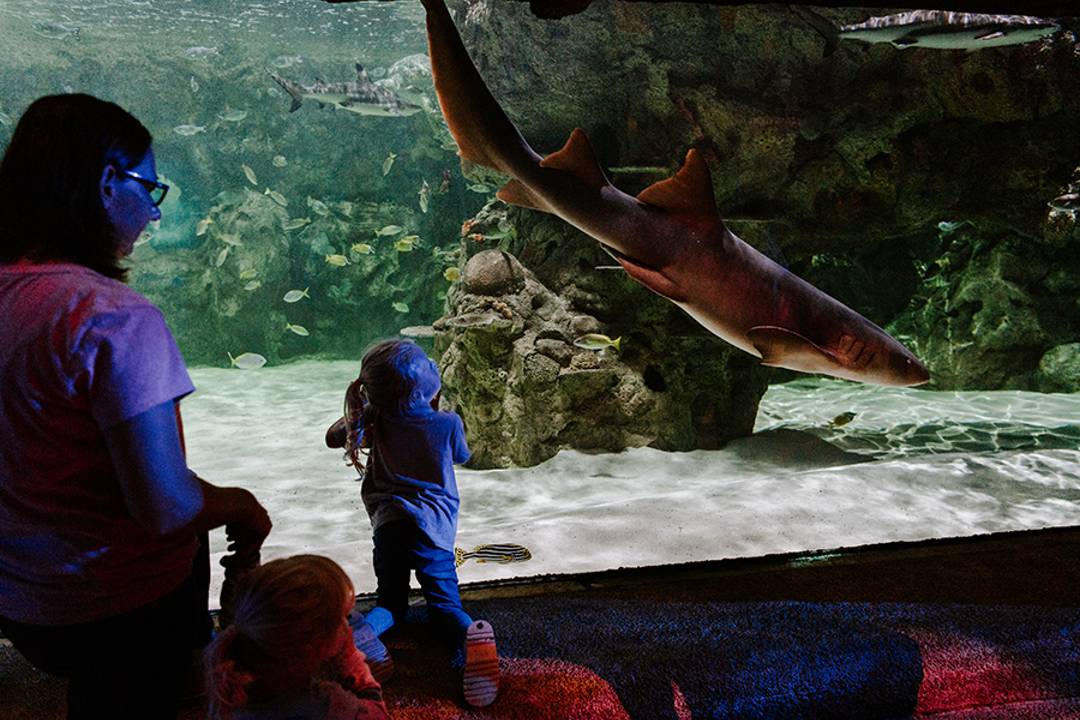 Visite SEA LIFE Brighton - Imagen 3