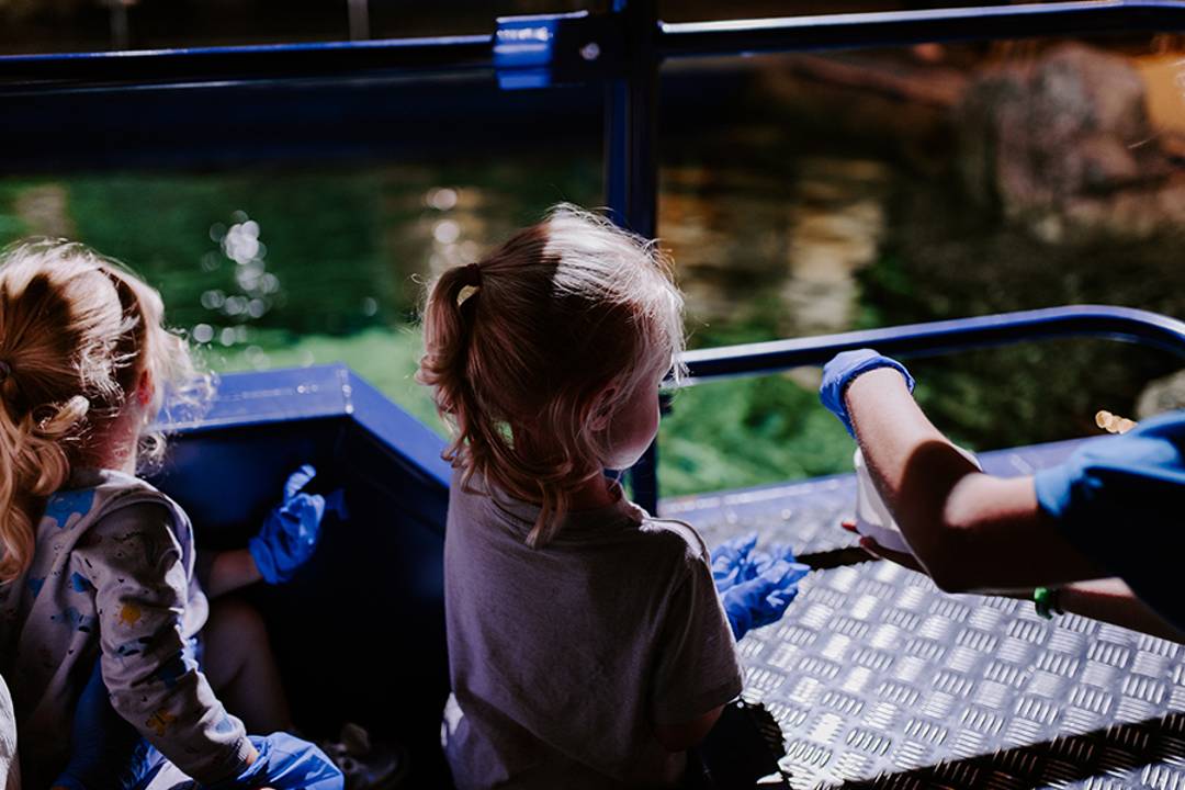 Visite SEA LIFE Brighton - Imagen 4