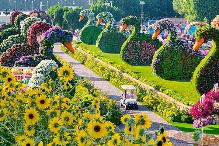 Dubai Miracle Garden com traslado privativo - Imagen 2