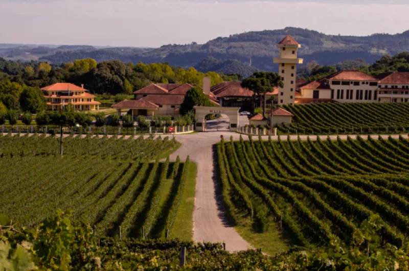 Tour Gran Reserva - Valle de los Viñedos - Imagen 3