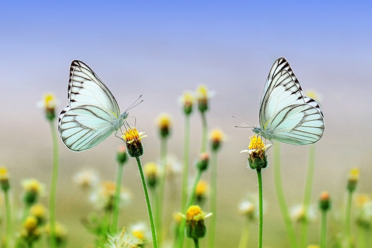 City tour con Miracle y Butterfly Garden - Imagen 3