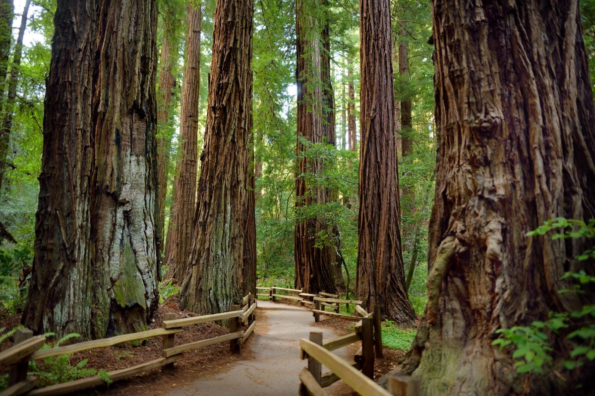 San Francisco Muir Woods Tour - Imagen 2