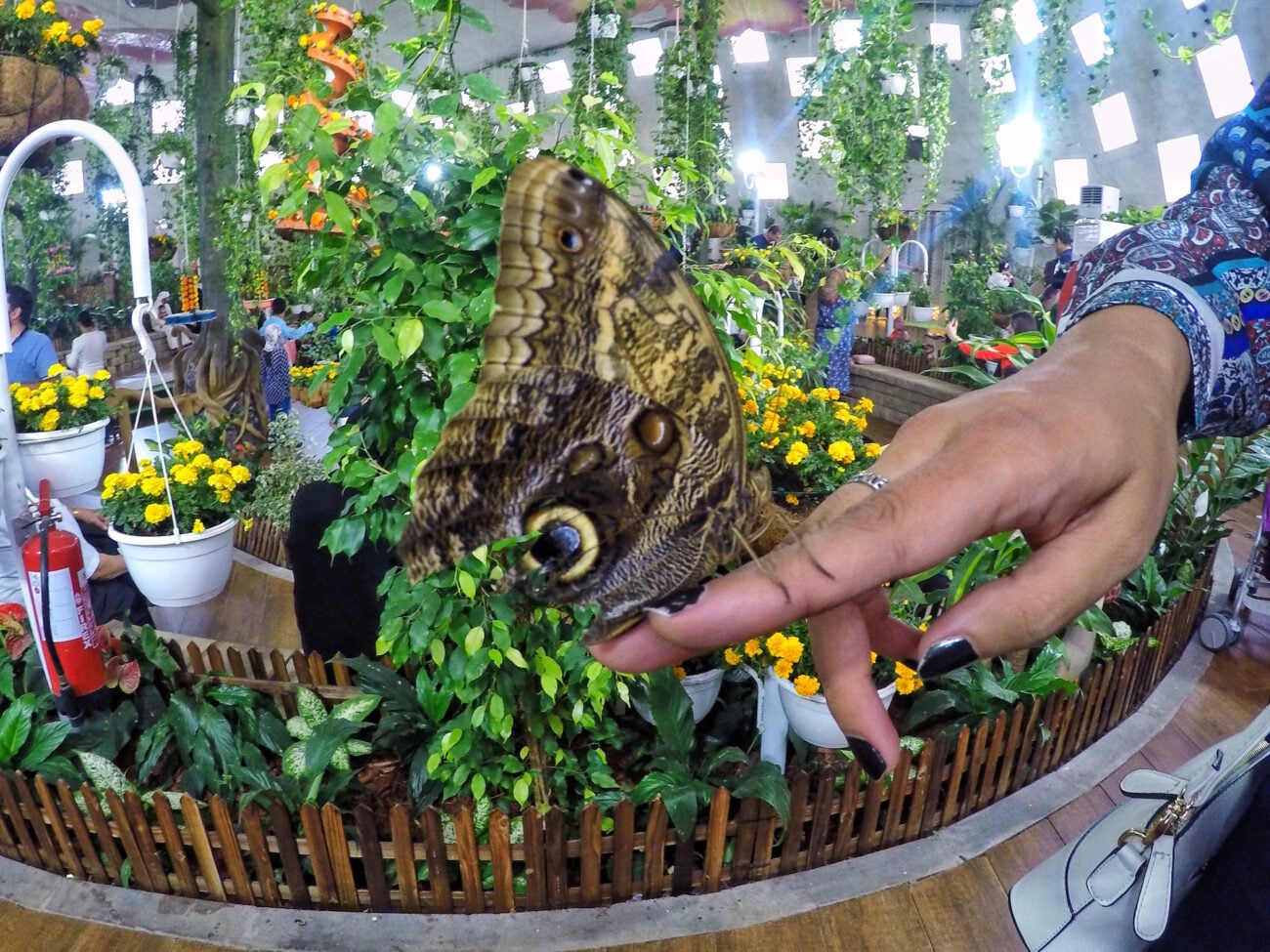Entradas al Jardín de Mariposas de Dubái - Imagen 3