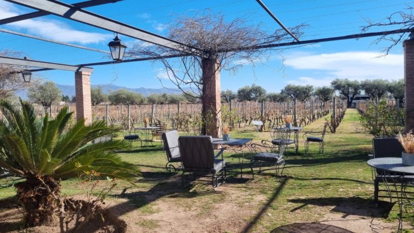 Vinhos e azeitonas em Mendoza - Imagen 2