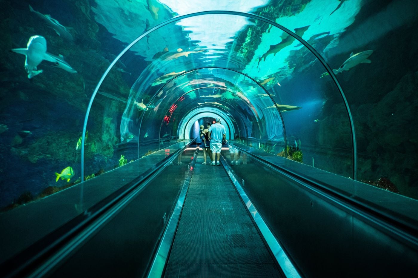 SeaWorld San Diego Park - Ticket - Imagen 3