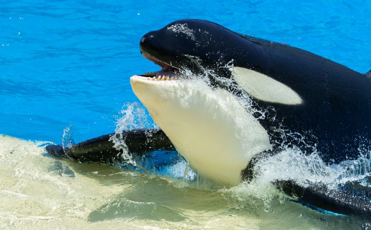 SeaWorld San Diego Park - Ticket - Imagen 2