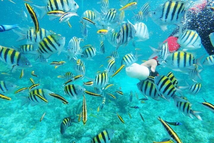 Catalina Island All-Inclusive Beach Day - Imagen 4
