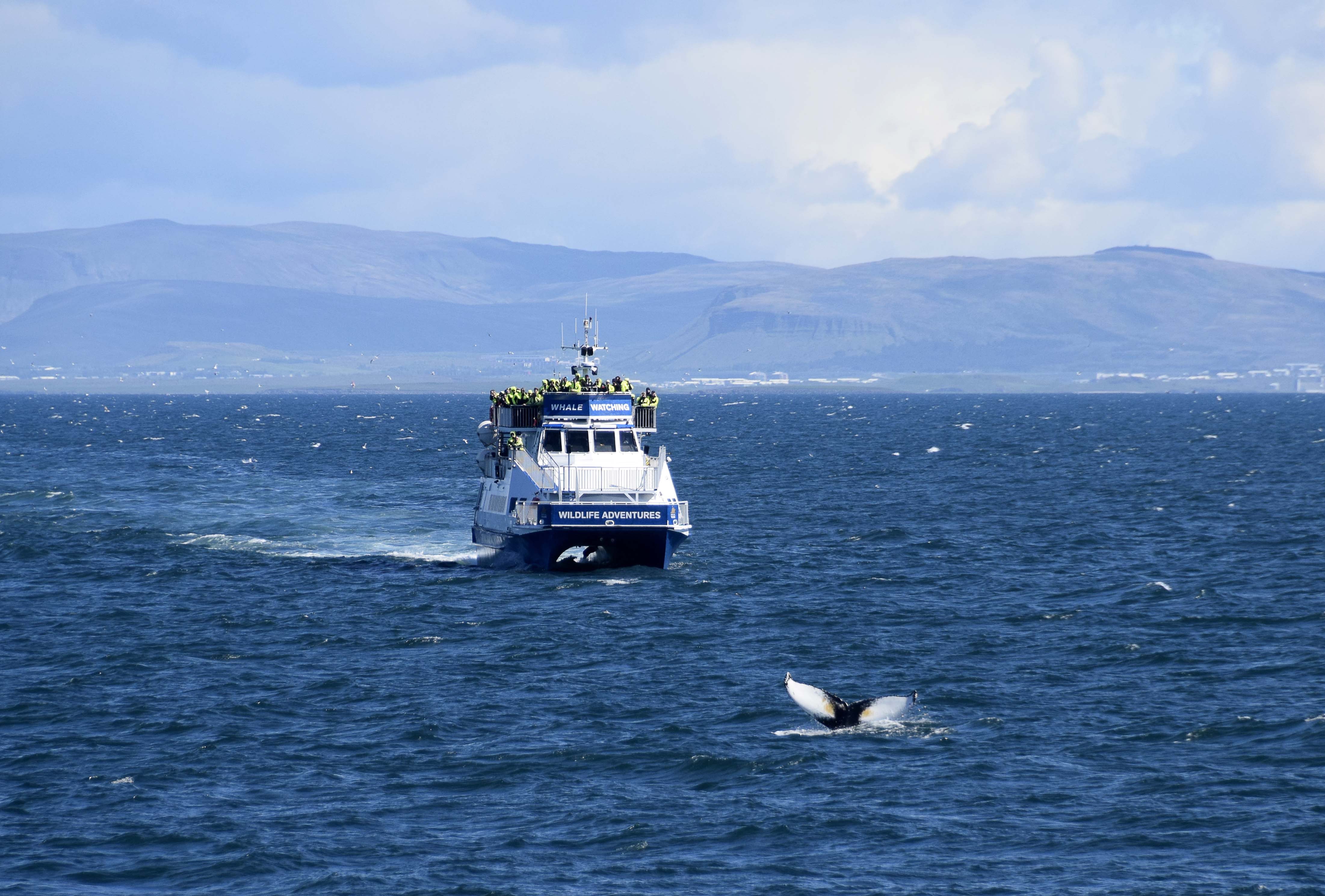 Avistamiento de ballenas con guía - Imagen 3