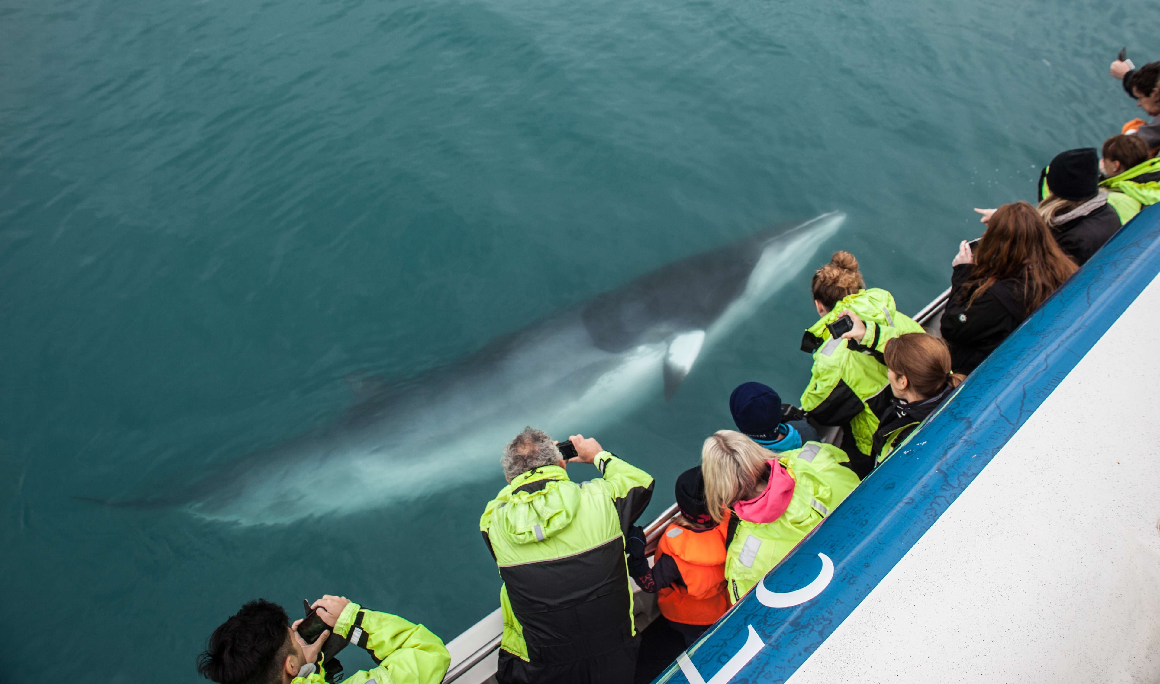 Avistamiento de ballenas con guía - Imagen 2