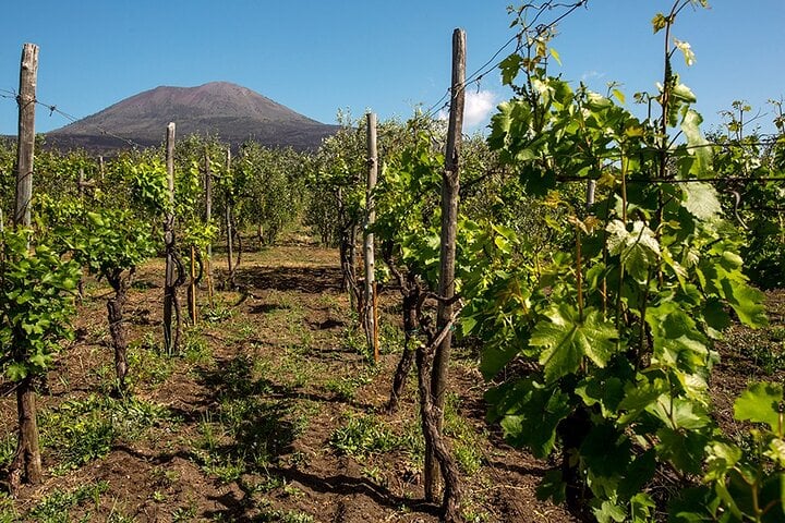 Pompeii with Wine Tasting and Lunch - Imagen 2