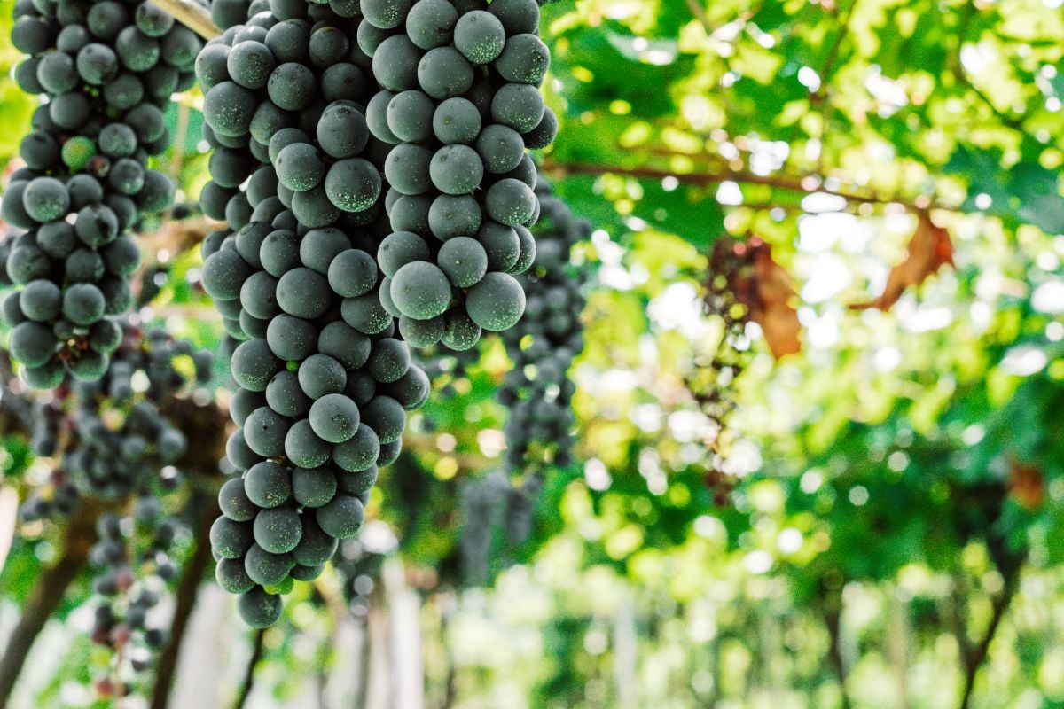 Grape Stomping at Jolimont Winery - Imagen 4
