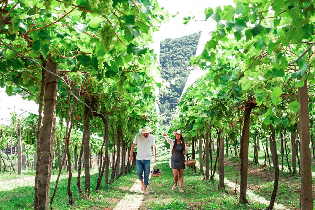 Grape Stomping at Jolimont Winery - Imagen 3