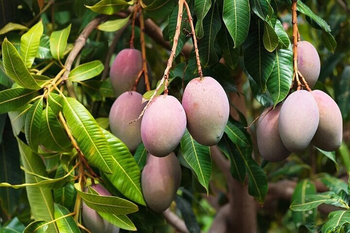 Cata guiada de frutas tropicales - Imagen 2