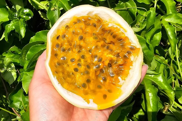 Guided Tropical Fruit Tasting - Imagen 4