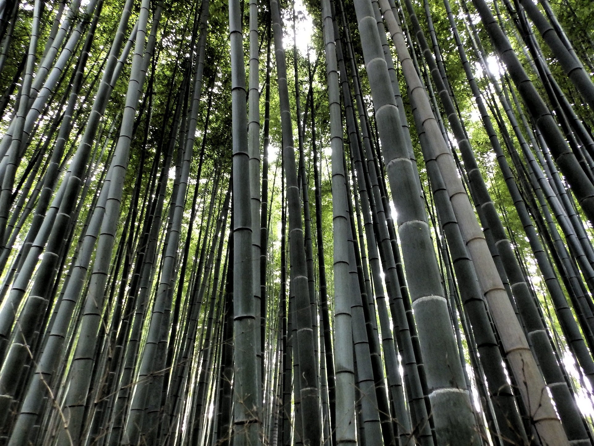 Lo mejor de Kioto: Nijo, Kinkaku-ji y más - Imagen 4
