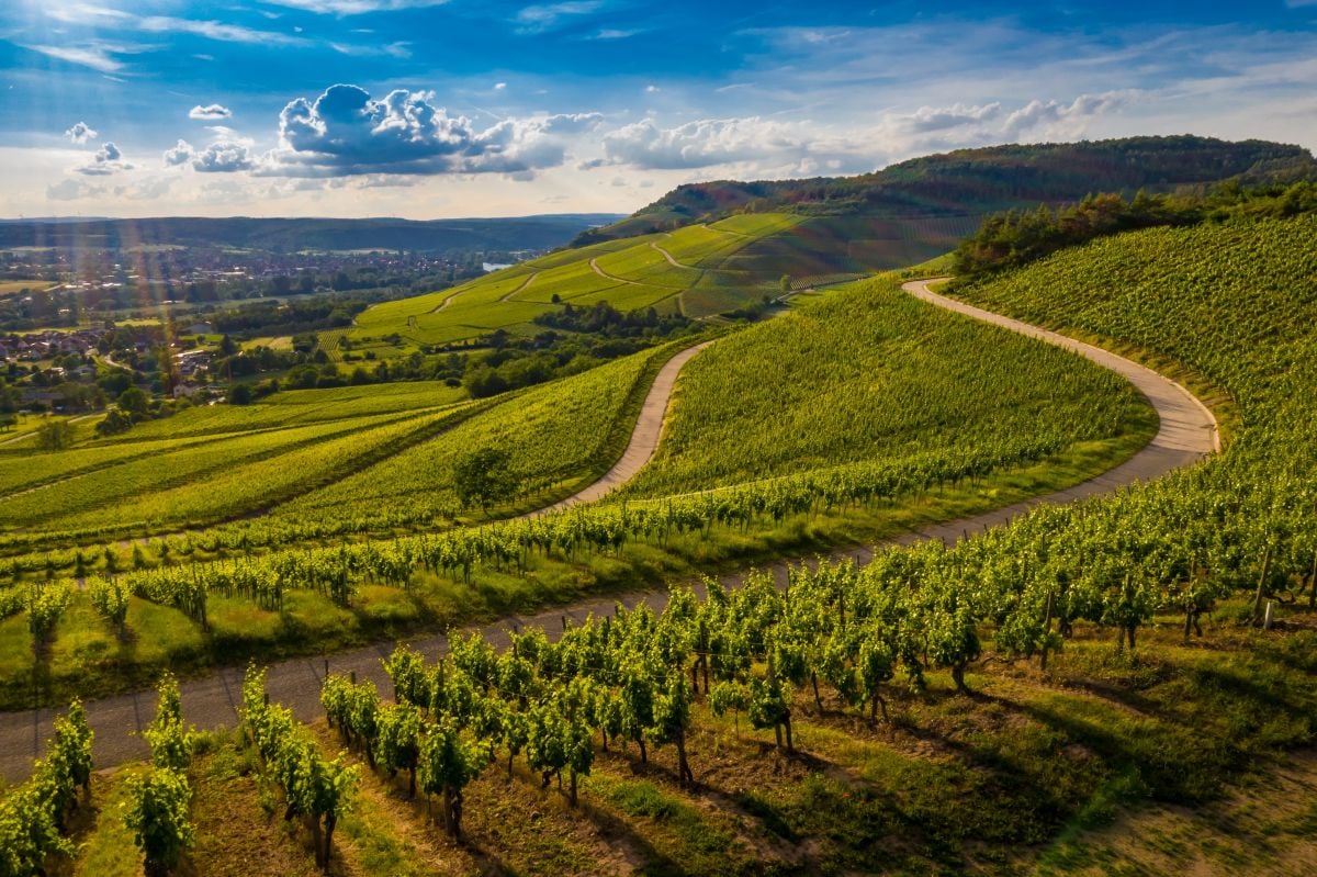 Viñedos de Barolo y la Catedral del Vino - Imagen 4