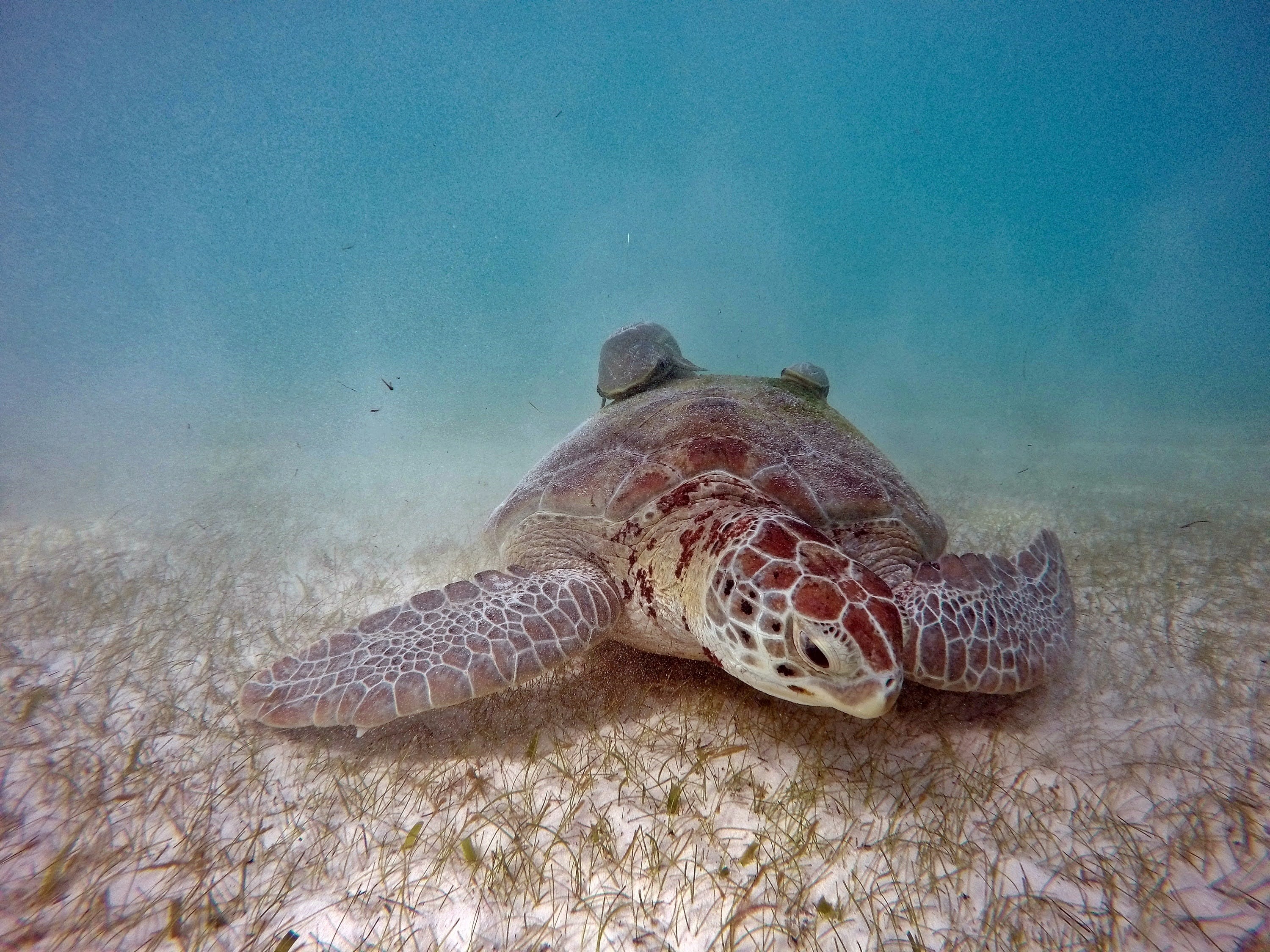Tour de nado con tortugas en Akumal - Imagen 2