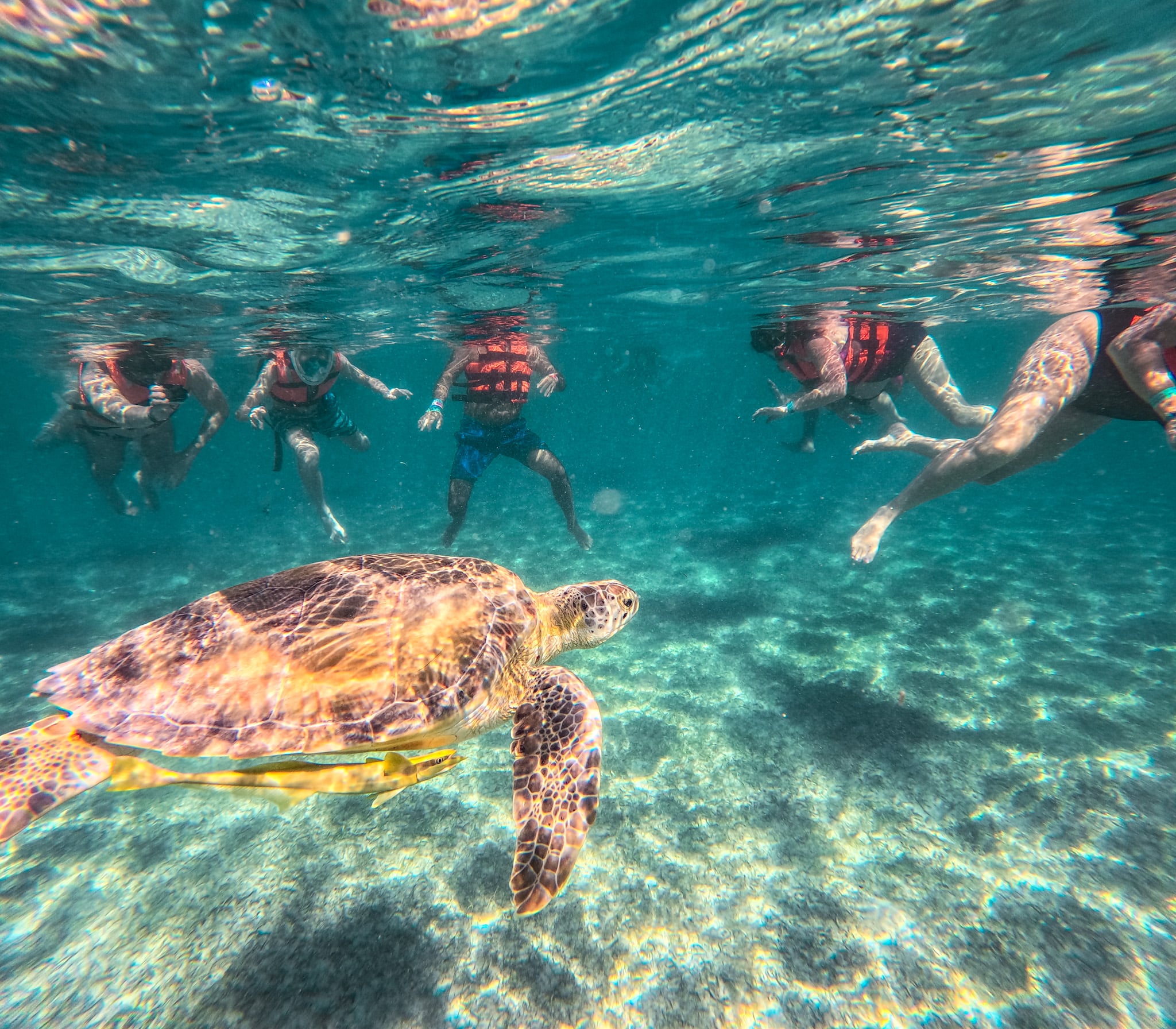 Tour de nado con tortugas en Akumal - Imagen 3