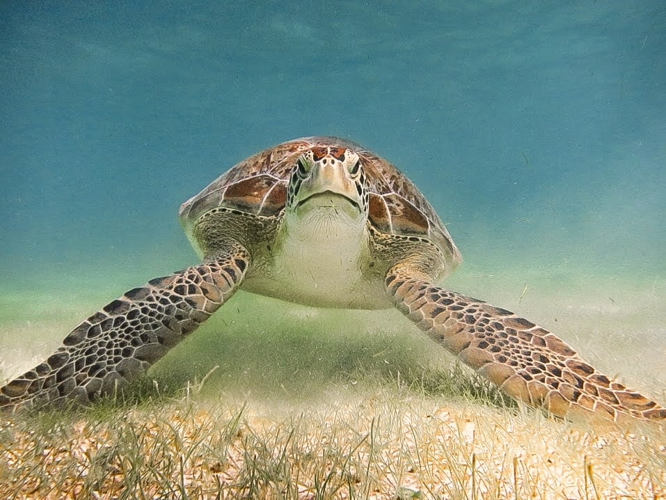 Tour de nado con tortugas en Akumal - Imagen 4