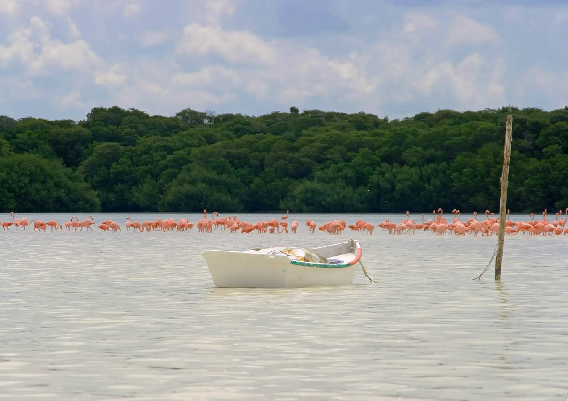 Tour a Celestún - Imagen 4