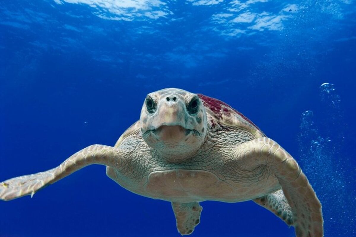 Tour por las bahías de Huatulco - Imagen 4