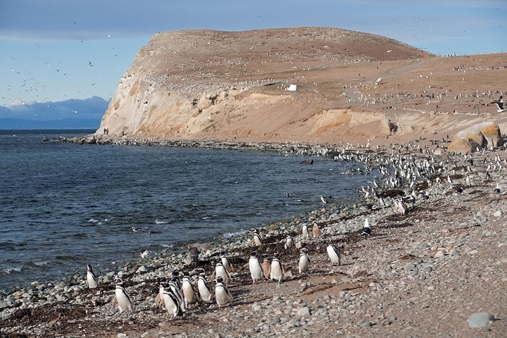 Pingüinos en Isla Magdalena en barco - Imagen 2