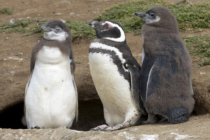 Pingüinos en Isla Magdalena en barco - Imagen 3