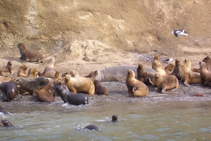 Pingüinos en Isla Magdalena en barco - Imagen 4