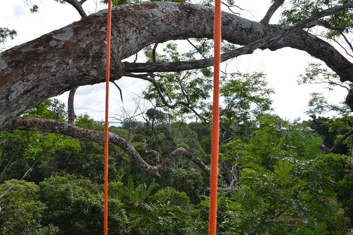 Escalada de árboles en el Amazonas - Imagen 3