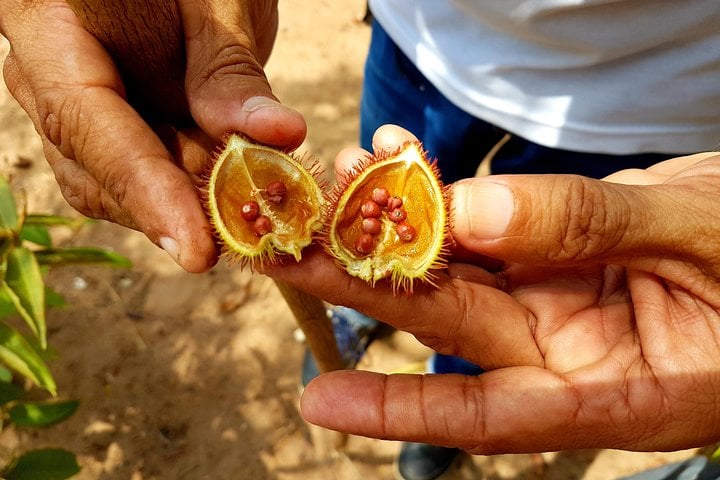 Selva amazónica: senderismo de 4 horas - Imagen 4