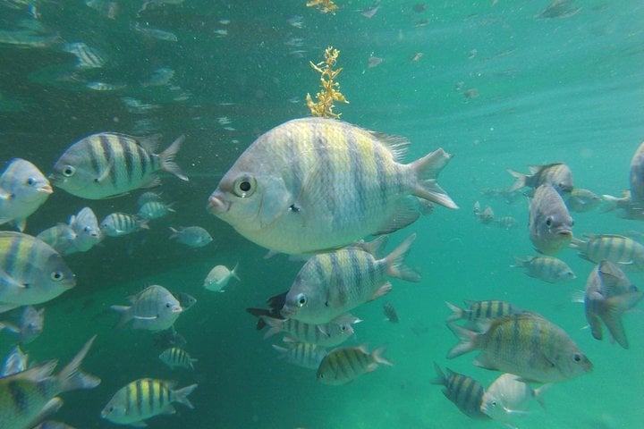 Angra dos Reis: lancha Super Lagoa Azul - Imagen 3