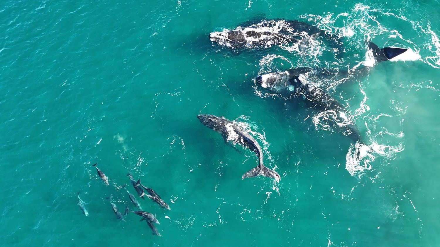 Bahía de las Ballenas en Península Valdés - Imagen 2