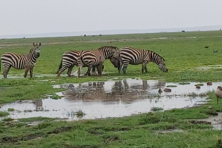 Observación de aves en el Parque de Nairobi - Imagen 3