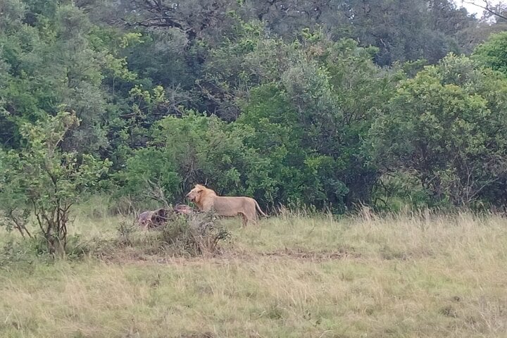 Observación de aves en el Parque de Nairobi - Imagen 2