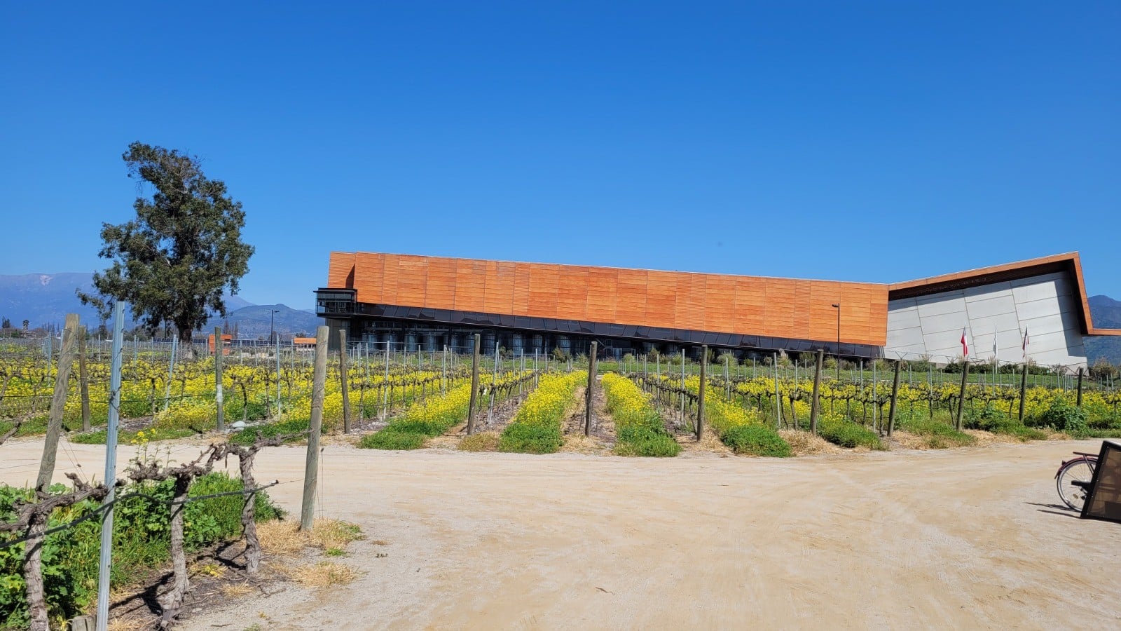 Santa Ema Vineyard - Imagen 4