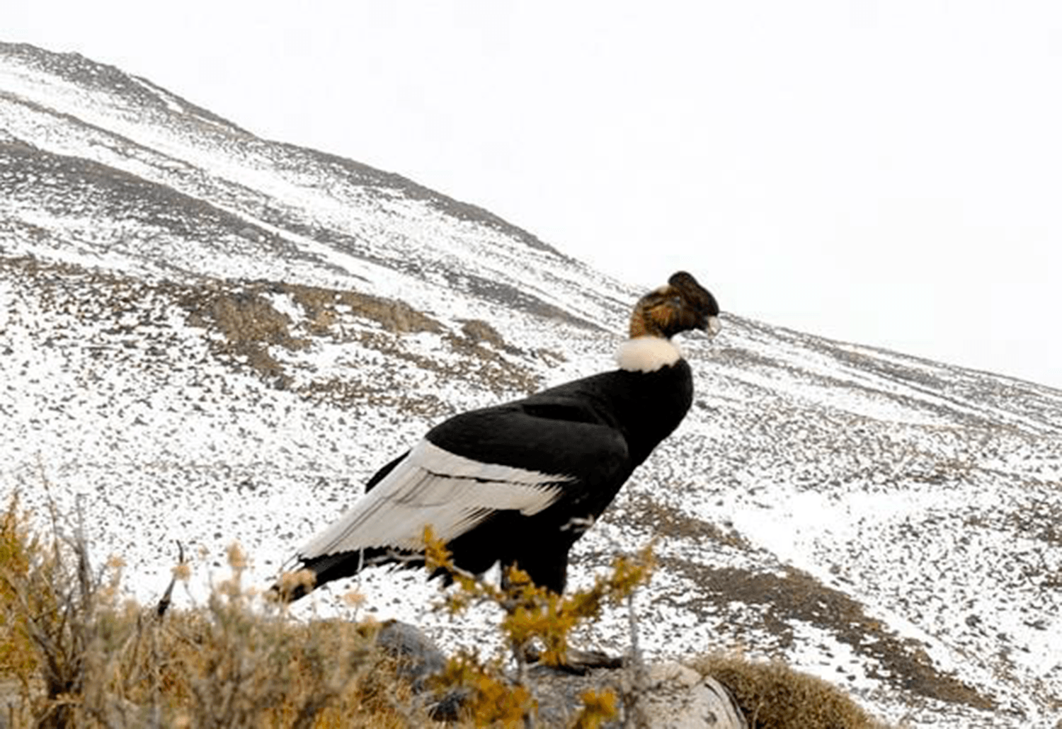 City tour de El Calafate y Punta Walichu - Imagen 4
