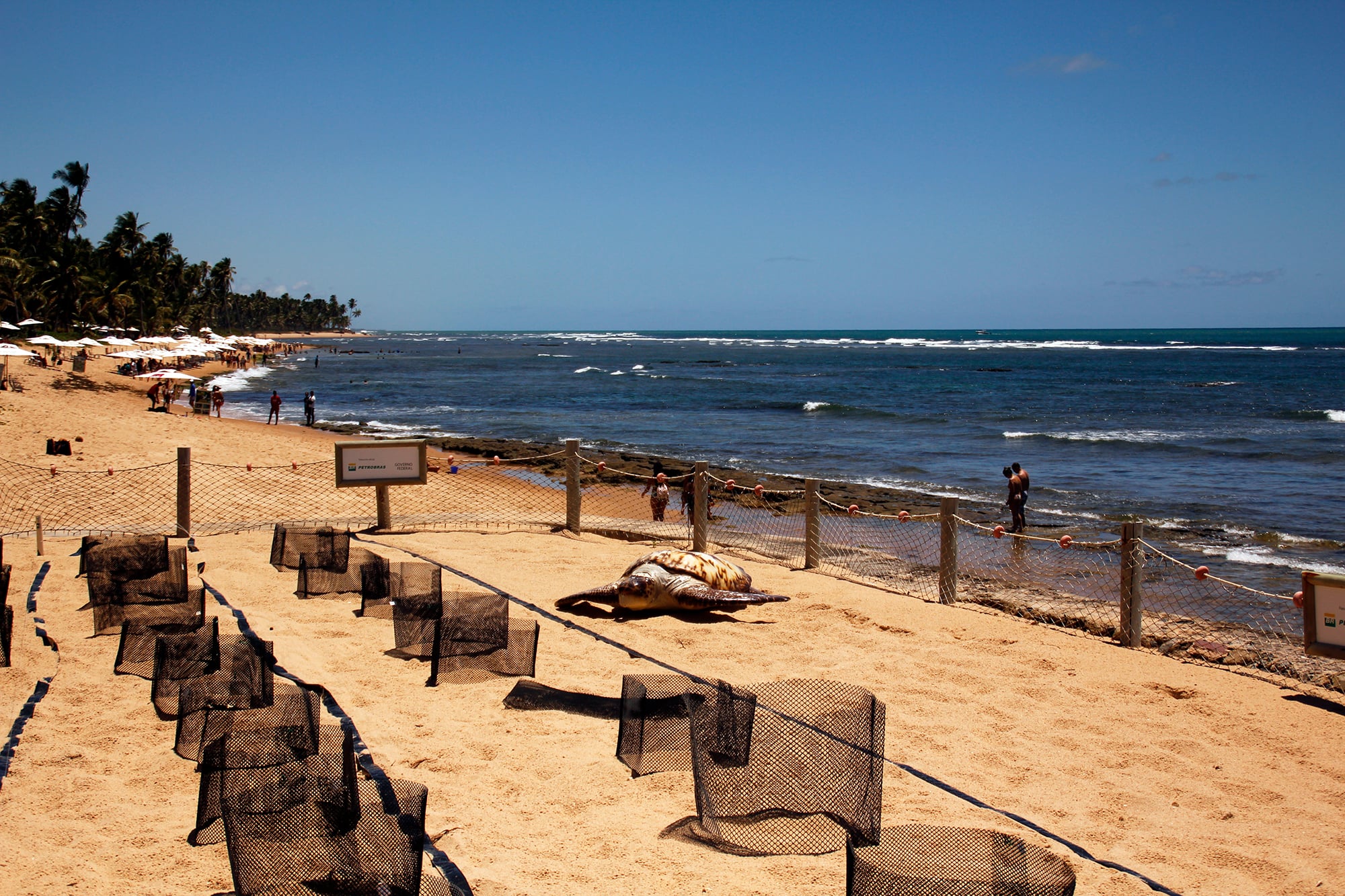 Tortugas en Praia do Forte y Guarajuba - Imagen 2