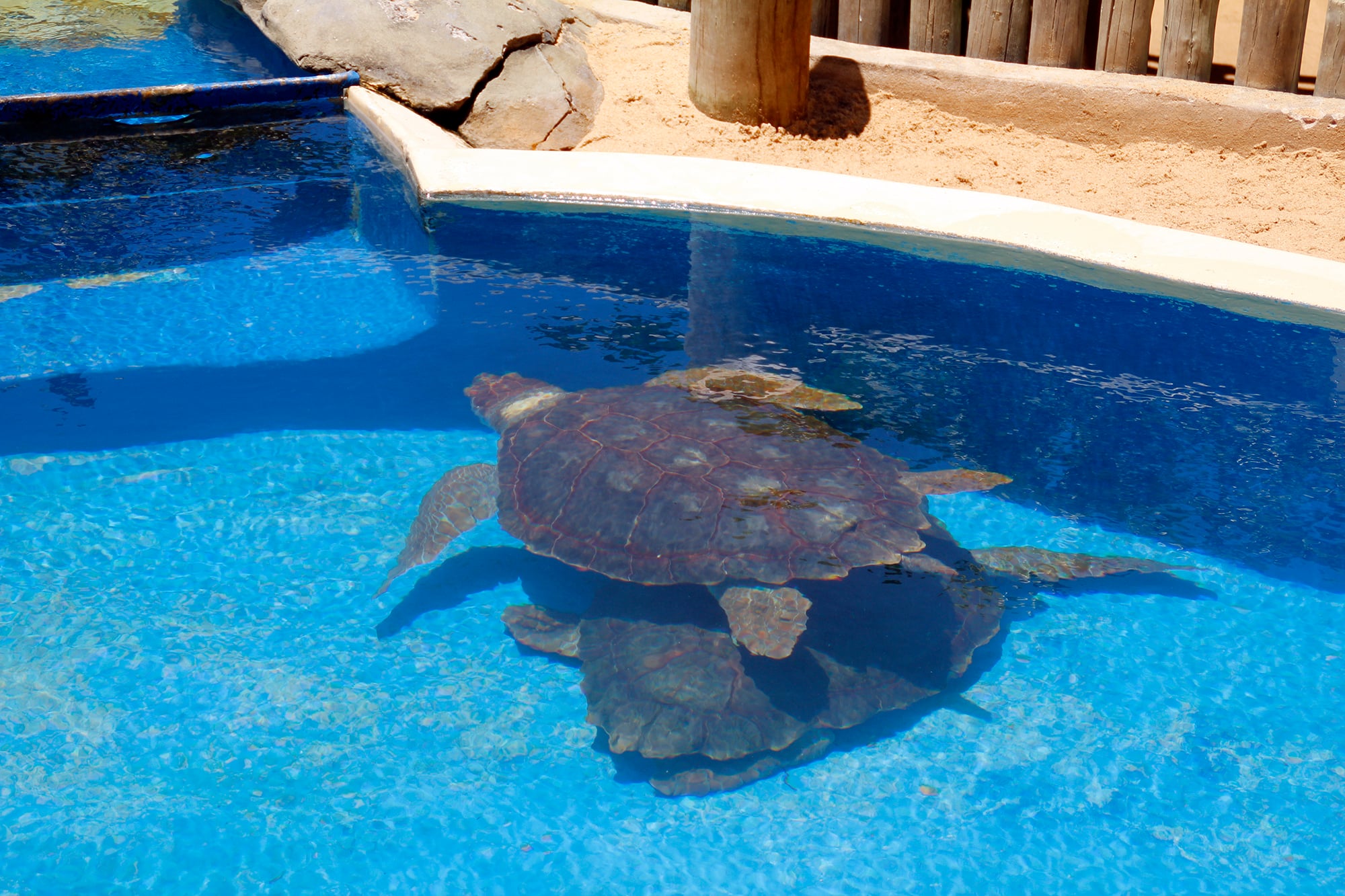 Tortugas en Praia do Forte y Guarajuba - Imagen 4
