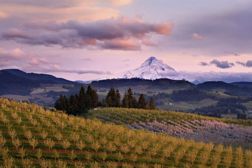 Ruta del Vino y Aceite de Oliva - Imagen 3