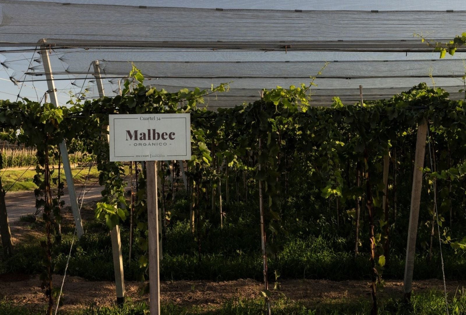 Vinhos, vinhedos e piquenique - Imagen 3