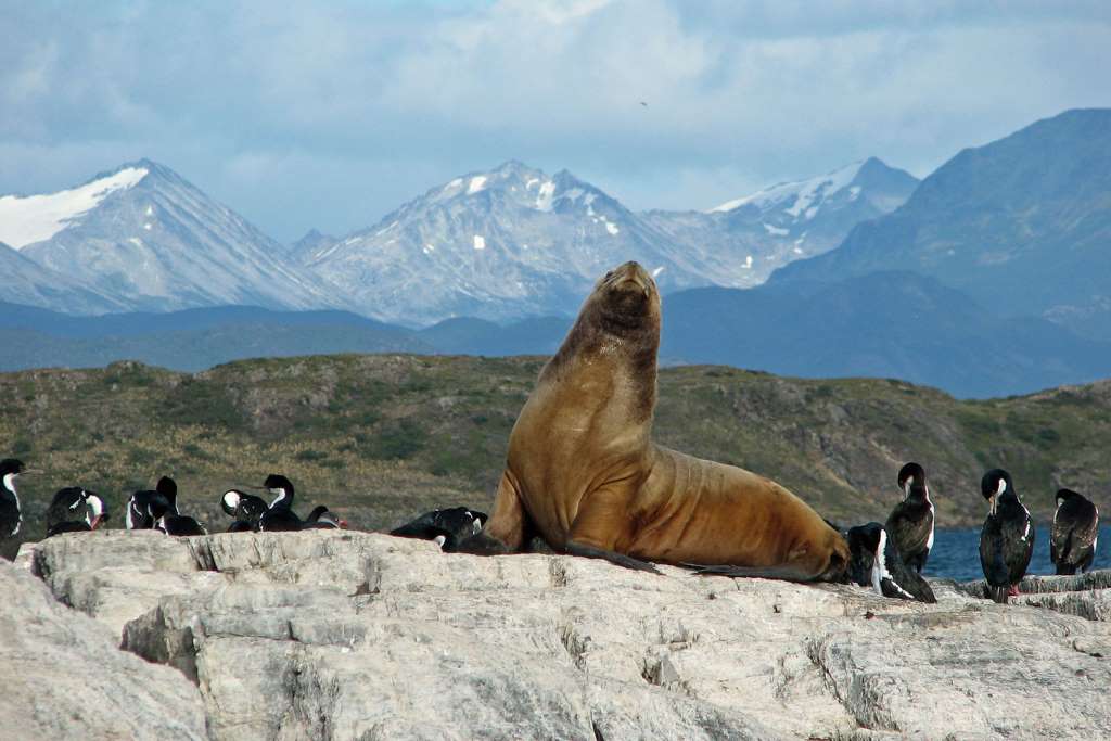 Canal de Beagle: Isla Lobos e Islas Bridges - Imagen 2