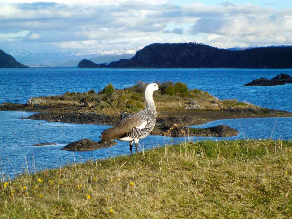 Canal de Beagle: Isla Lobos e Islas Bridges - Imagen 3