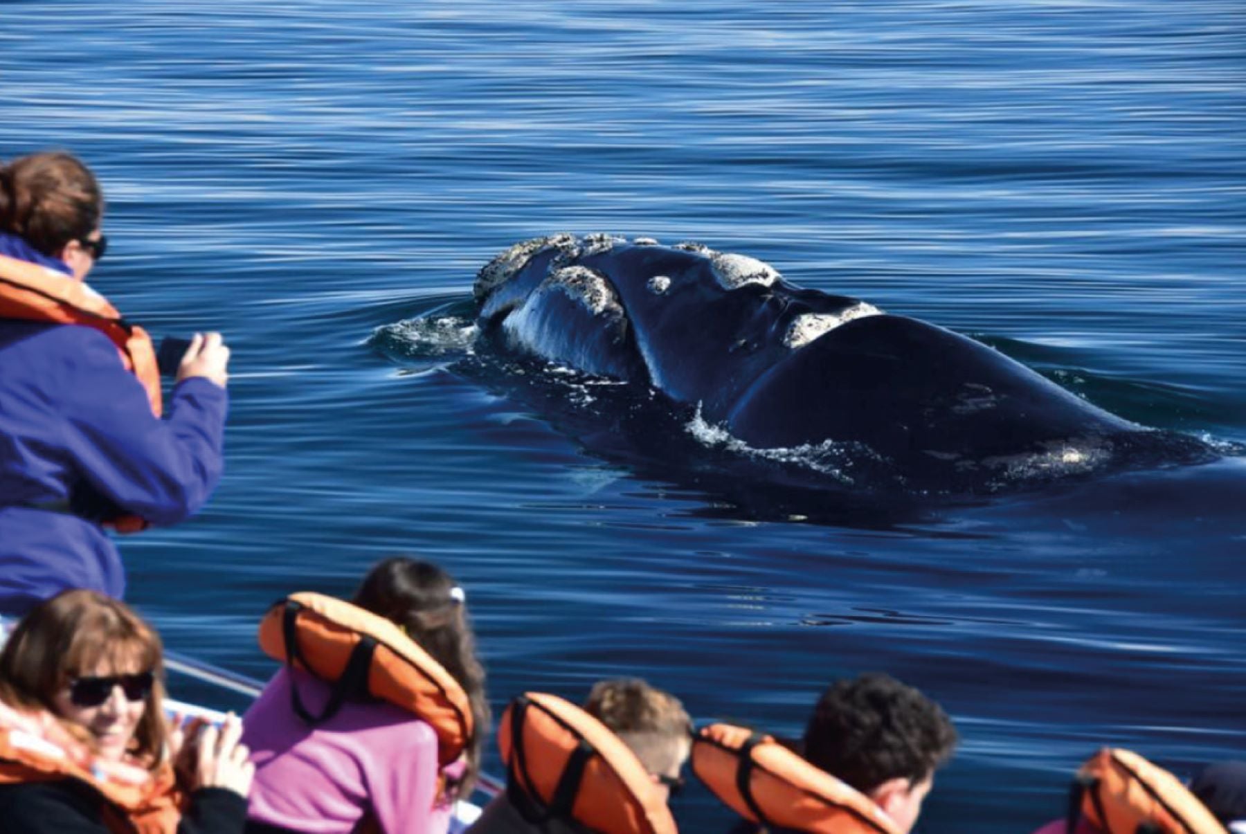Península Valdés con ballenas en Pirámides - Imagen 2