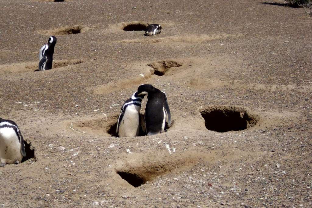Punta Tombo: excursión de día completo - Imagen 2